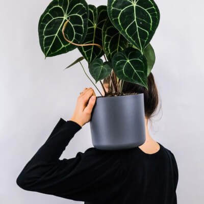 À propos Plants Store Gallery Img 1