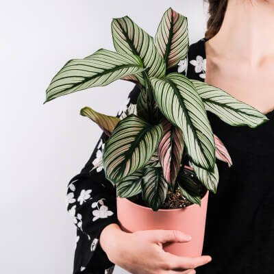 À propos Plants Store Gallery Img 5