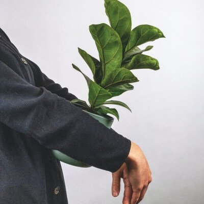 À propos Plants Store Gallery Img 6